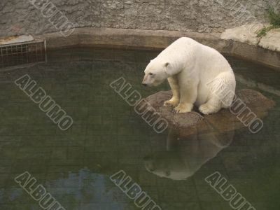 White bear