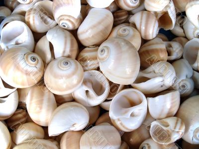 Seashells