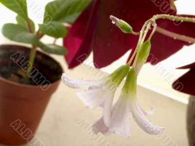 House plants