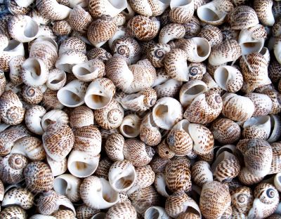 Seashells