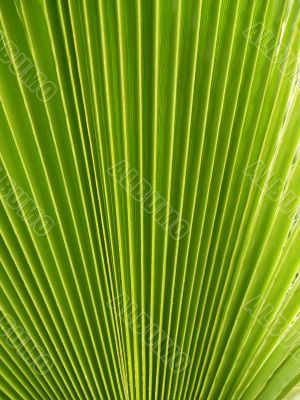 Mexican Fan Palm
