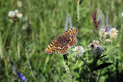 butterfly