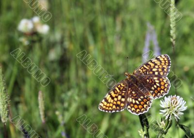 butterfly