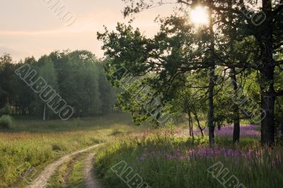 Evening landscape.