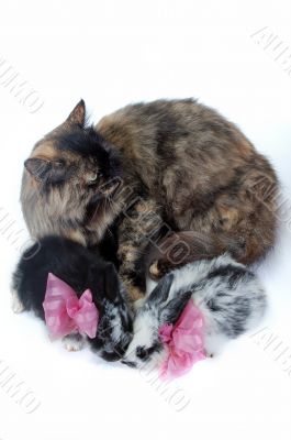 cat mother and small rabbits