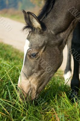 eating foal