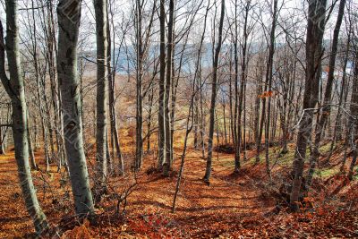 Autumn Forest