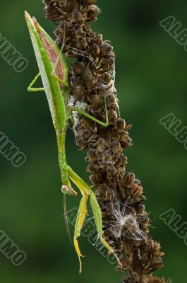 Praying Mantis Tenodera Sinensis