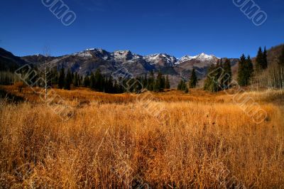 Autum Gold
