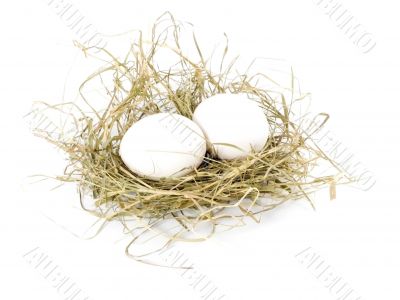 eggs
