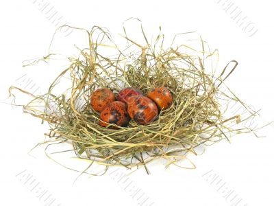 eggs