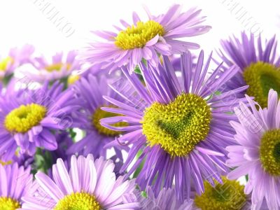 pink flower