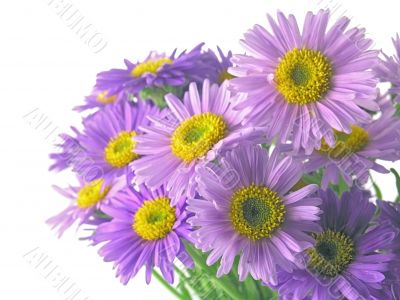 pink flower