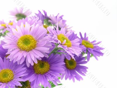 pink flower