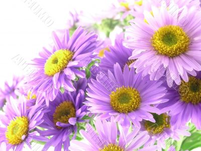 pink flower