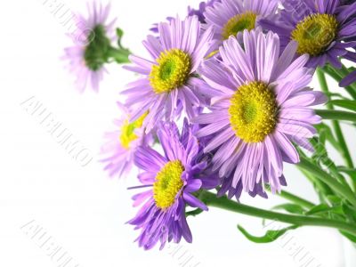 pink flower
