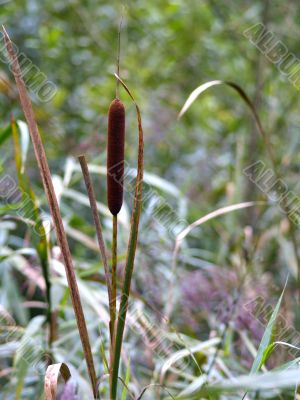 cattail