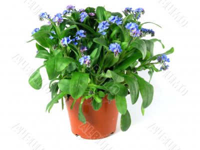 forget-me-not seedling
