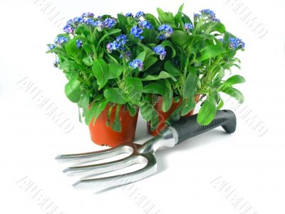 forget-me-not seedling