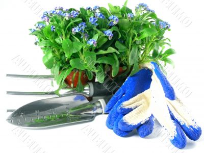 forget-me-not seedling