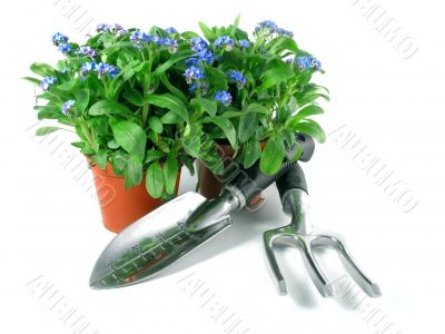 forget-me-not seedling