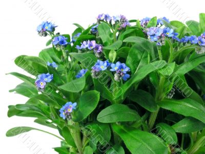 forget-me-not seedling