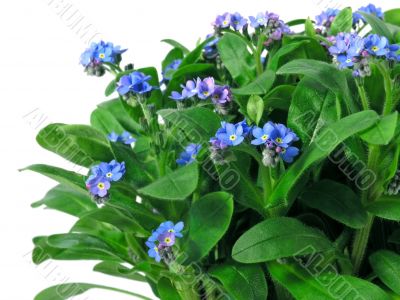 forget-me-not seedling