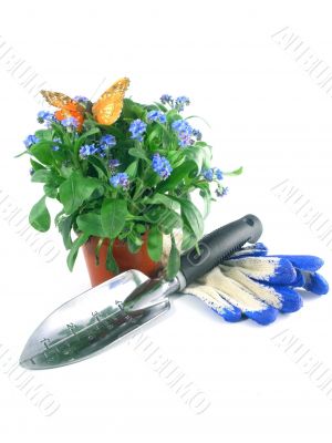 forget-me-not seedling