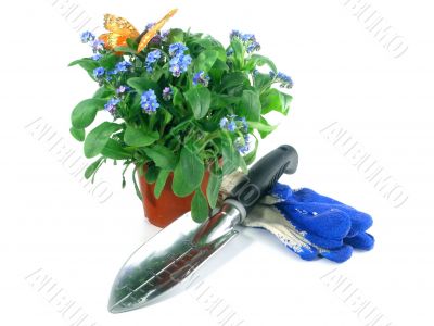 forget-me-not seedling