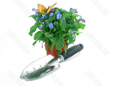 forget-me-not seedling