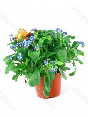 forget-me-not seedling