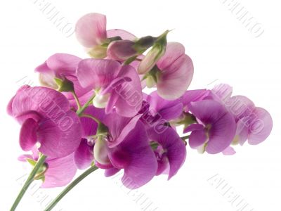 sweet pea