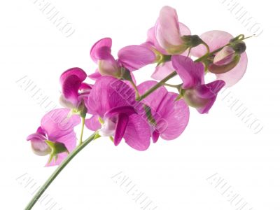sweet pea