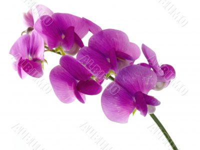 sweet pea