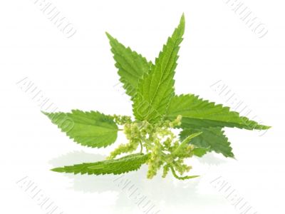 nettle