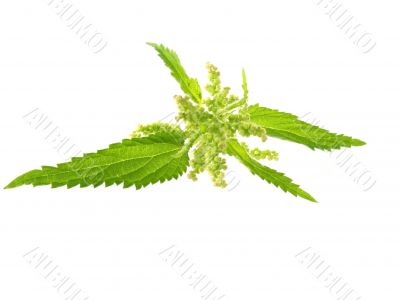 nettle