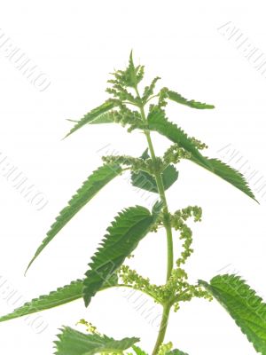 nettle