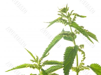 nettle