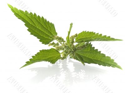 nettle