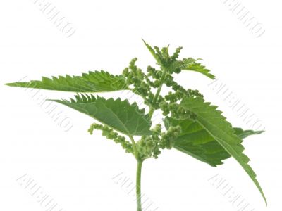 nettle