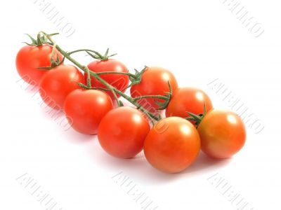 tomatoes