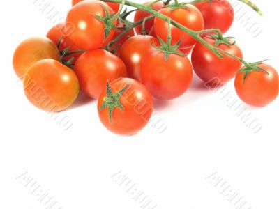 tomatoes