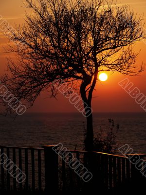 Sunset and tree