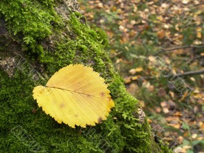The fallen down leaf on a mossy tree