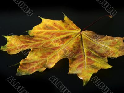 Autumn leaf on black