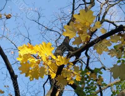 autumnal leaves