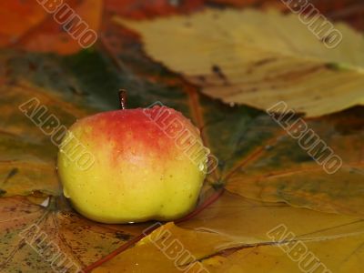 Drops fall on apple and leaves in water