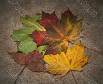 Autumn leaves on textured background