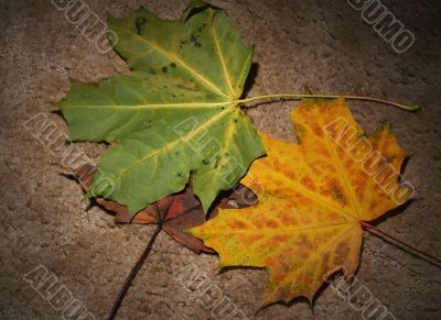 Autumn leaves on textured background