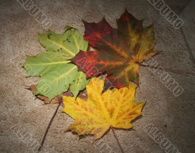Autumn leaves on textured background